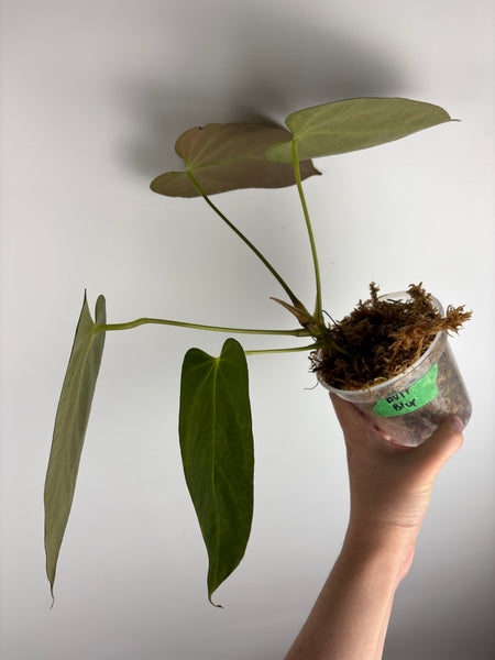 Anthurium bvit x blue papillilaminum