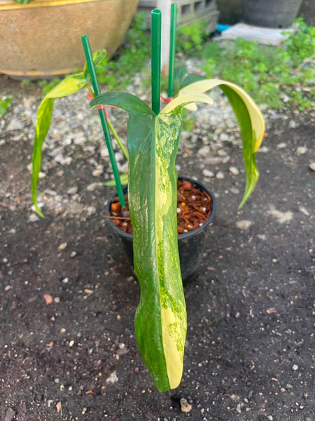 philodendron holtonianum variegated (Thailand) unacclimated