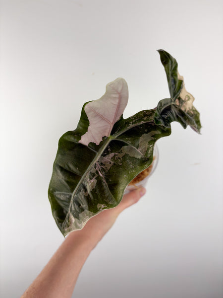 Alocasia pseudo sanderiana pink variegated D