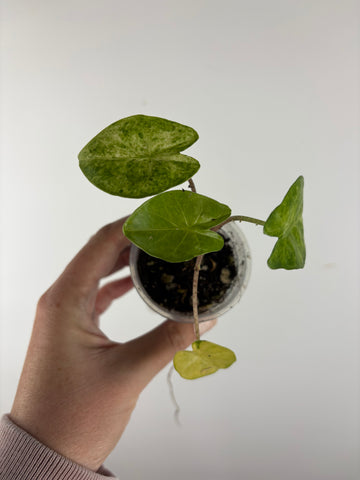 alocasia puber aurea variegated