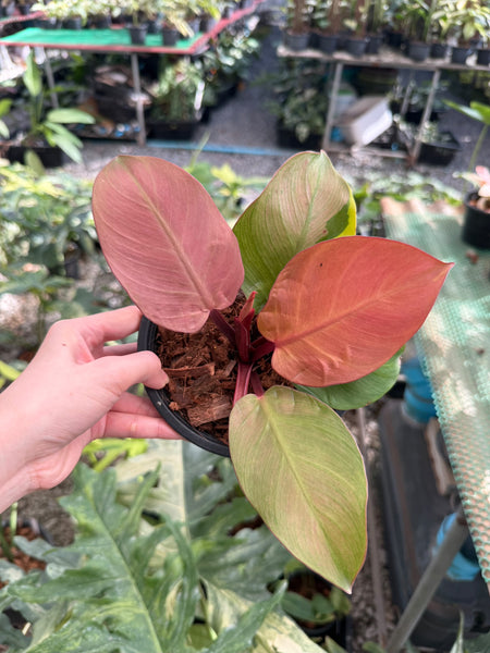 Philodendron cherry red pink mint