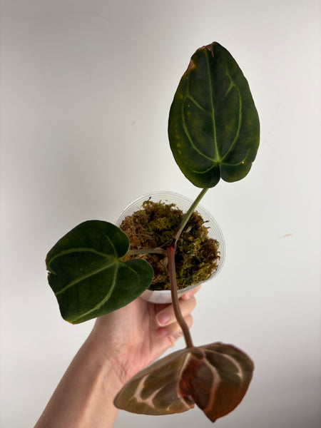 Anthurium
Carlablackiae x
Carlablackiae(Thailand) 9
