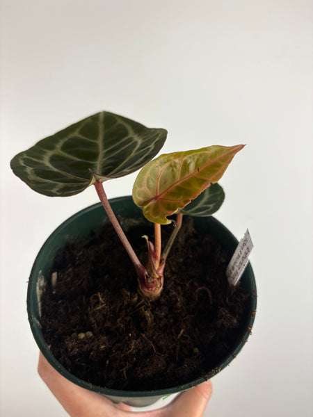 Anthurium 'Memoria Tim Anderson’ - (Doc Block Zara × Doc Block Michelle) X Anthurium Red Crystallinum from USA - 9