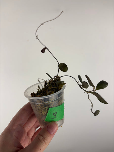 Hoya no ID - lost tag B