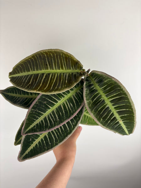 Emblemantha urnulata