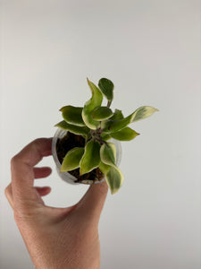 hoya holliana
