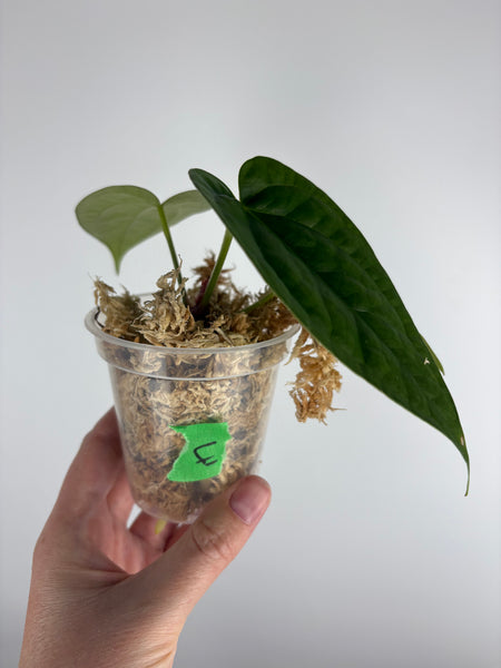 Anthurium red spider x luxurians E