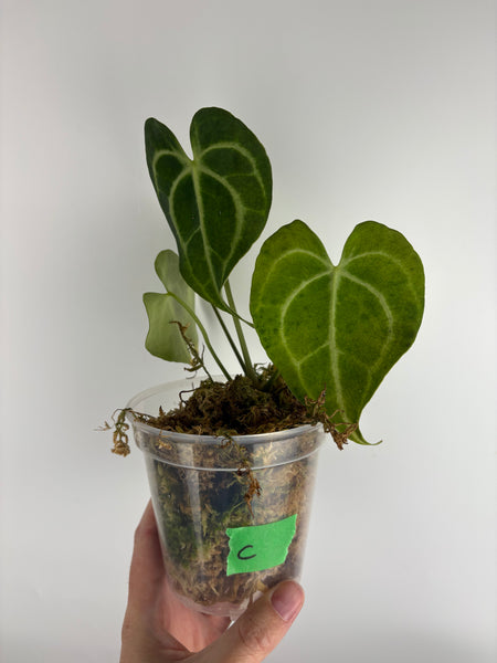 Anthurium King clari original Indonesia C