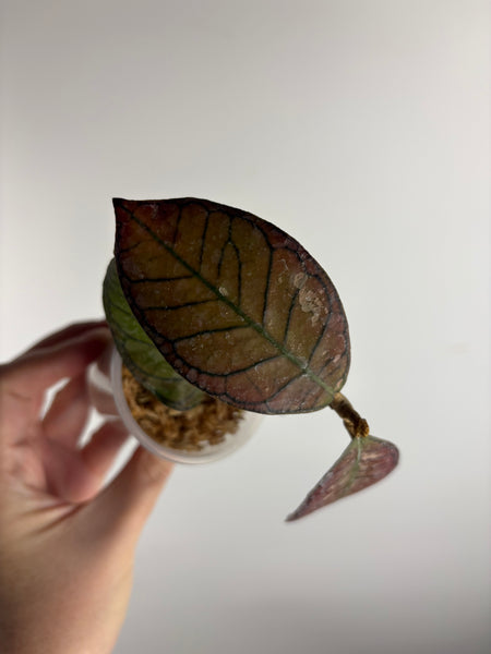 Hoya Gunung gading splash  A