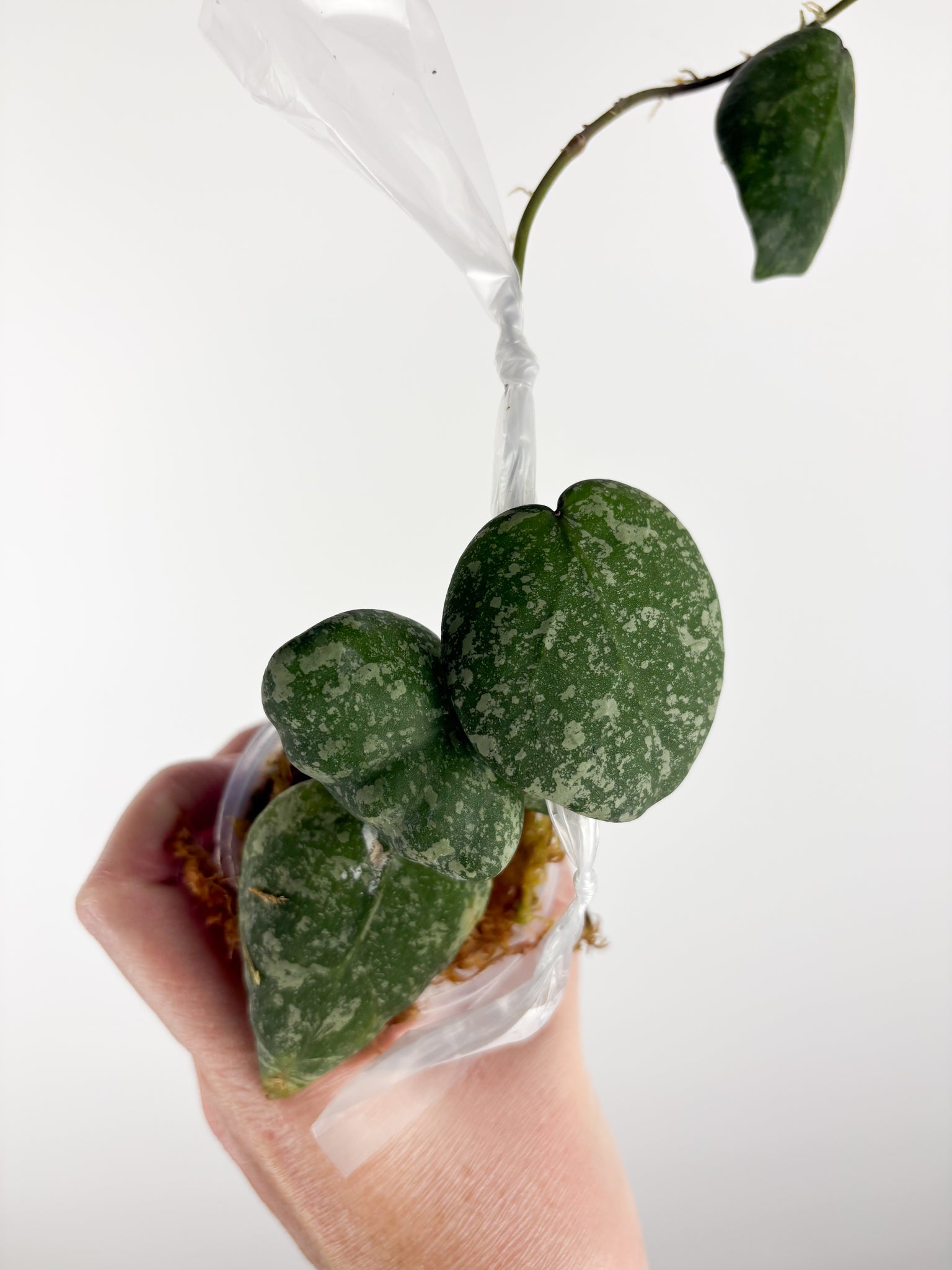 hoya cinnamomifolia x imbricata A