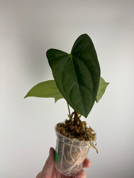 Anthurium Corduroy x dark pheonix B