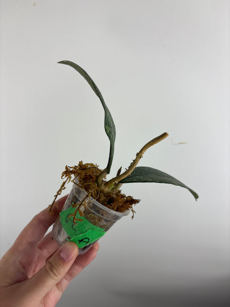Hoya sp. Aceh
'Manohara' (Gunung
Leuser) A