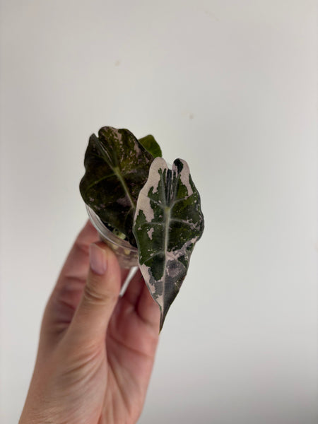 alocasia pseudo sanderiana bull pink variegated