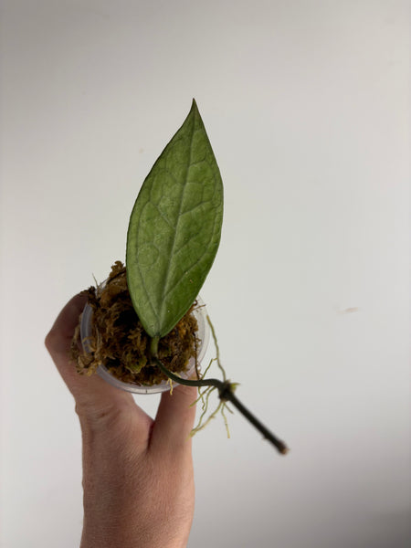 hoya Germany silver C