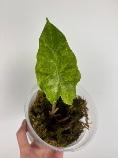 Alocasia Portora aurea variegated