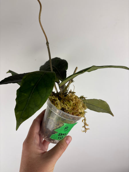 Hoya aceh dragons egg B