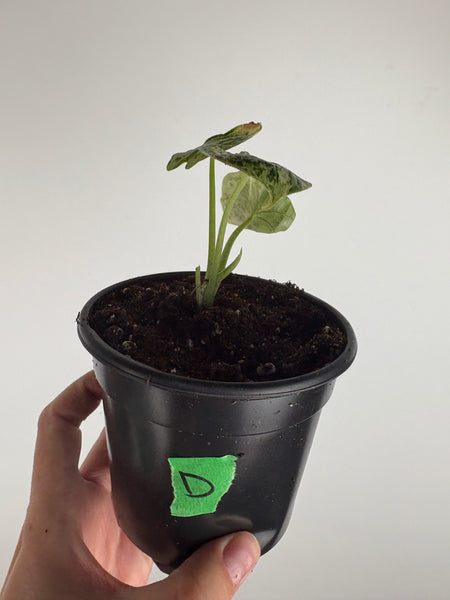 Alocasia dragon scale mint 4 inch D