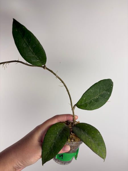 Hoya sp aceh RVD