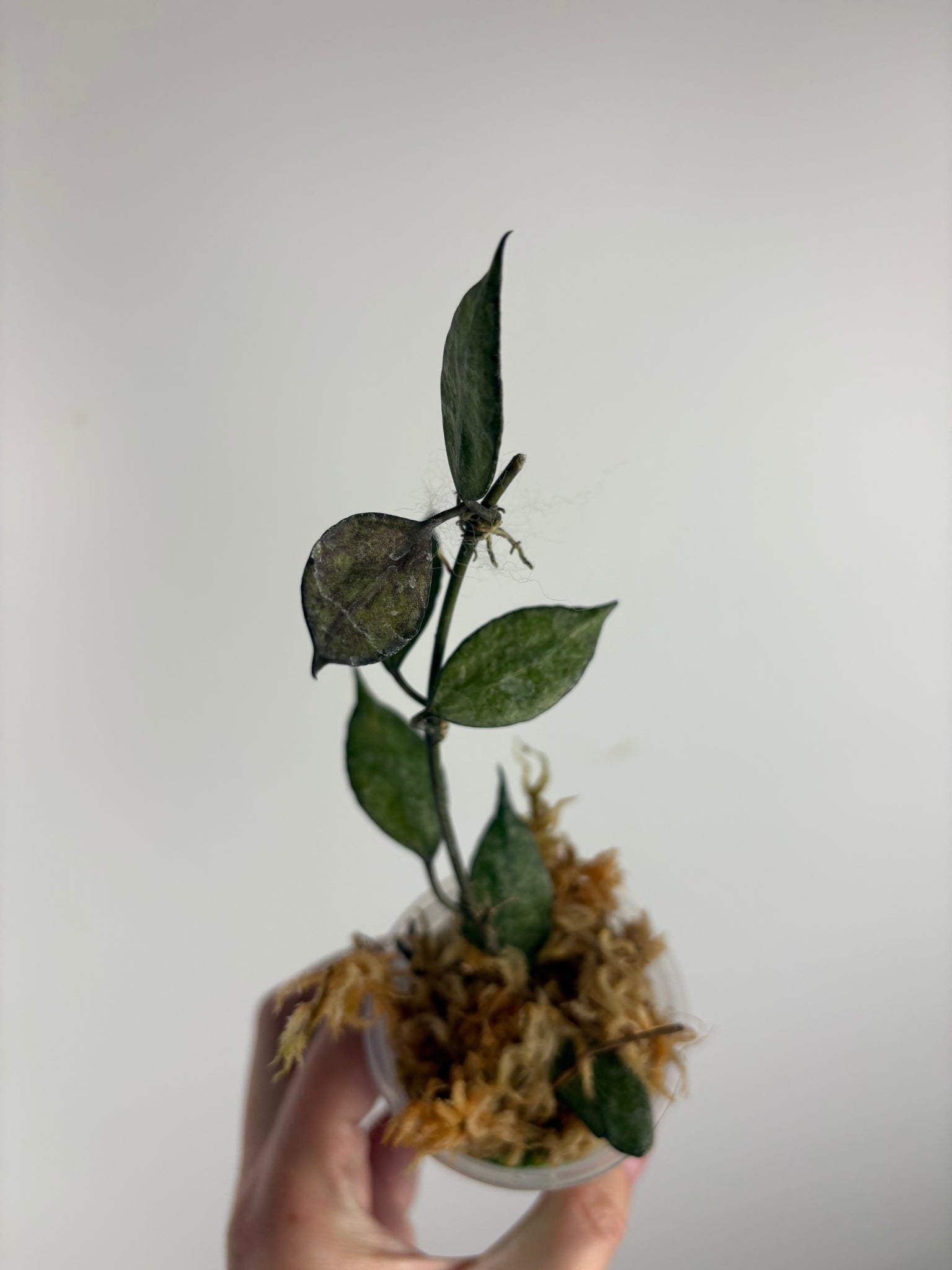 hoya lacunosa black pearl C