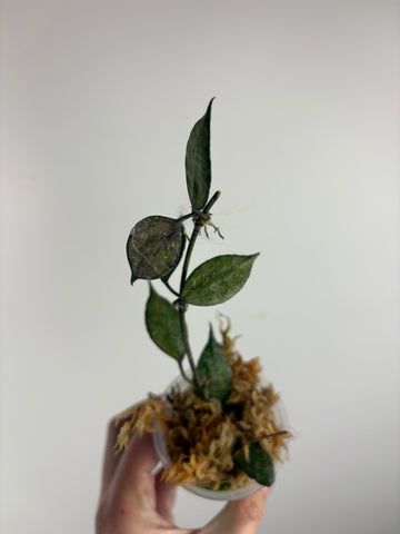 hoya lacunosa black pearl C