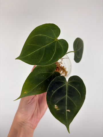 Anthurium hoffmanii x AOS 2