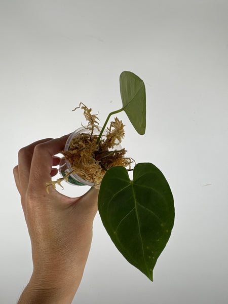Anthurium hoffmanii x AOS 9