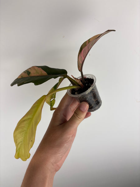 Philodendron caramel marble