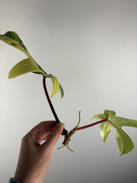 Philodendron Florida beauty x Squamiferum variegated top cut