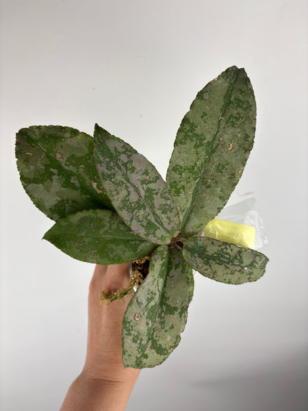 Hoya Undulata silver