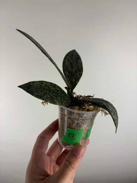 Hoya rundumensis silver splash B