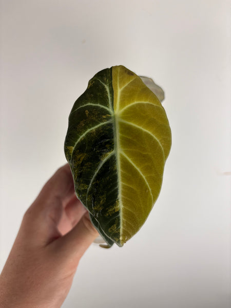 Alocasia black velvet gold