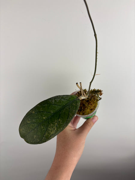 Hoya Tanggamus purple A
