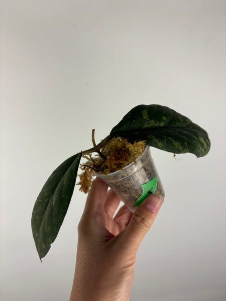 Hoya Meredithii bengkulu splash 5