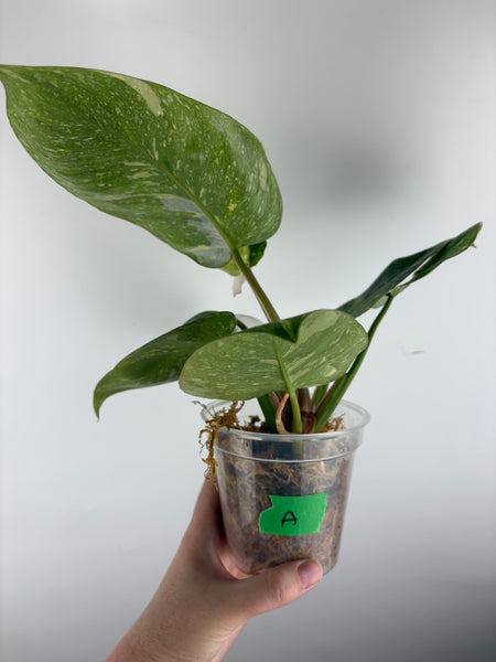 Philodendron white knight tricolour (Thailand) A
