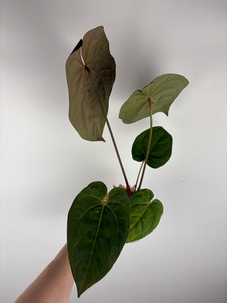 Anthurium magnificum x red dark phoenix