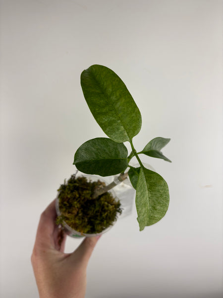 Hoya Multiflora wonderphil silver B