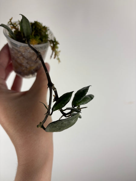 hoya lacunosa violet B