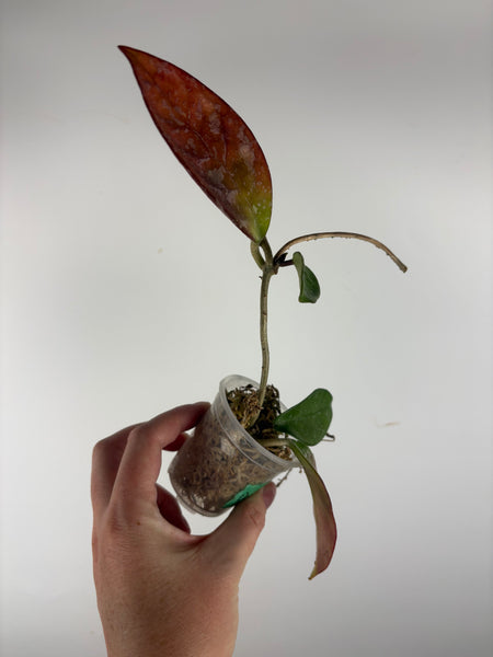 Hoya dalton henry from koko ranch as is