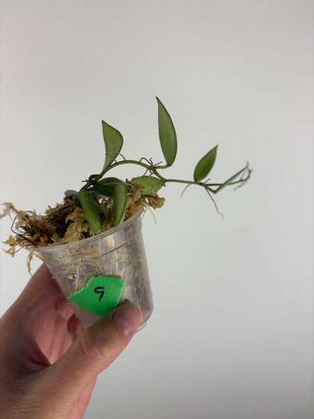 Hoya lacunosa sulcata 9