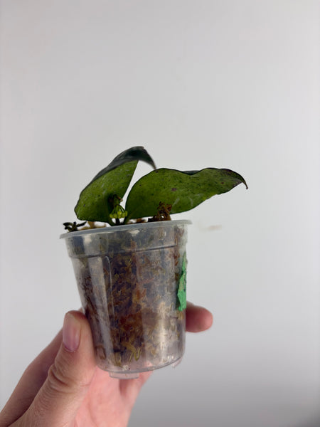 Hoya Sp garut high splash - lightly rooted