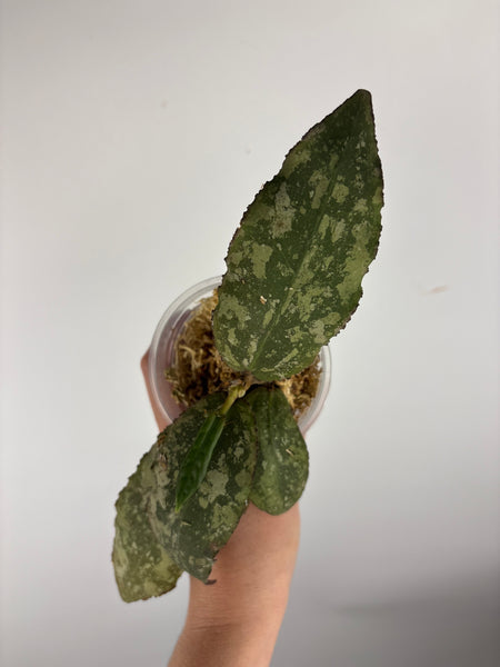 Hoya Undulata purple silver B1