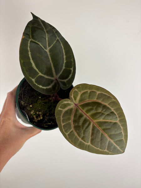 Anthurium 'Memoria Tim Anderson’ - (Doc Block Zara × Doc Block Michelle) X Anthurium Red Crystallinum from USA -2