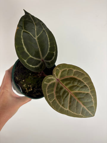 Anthurium 'Memoria Tim Anderson’ - (Doc Block Zara × Doc Block Michelle) X Anthurium Red Crystallinum from USA -2