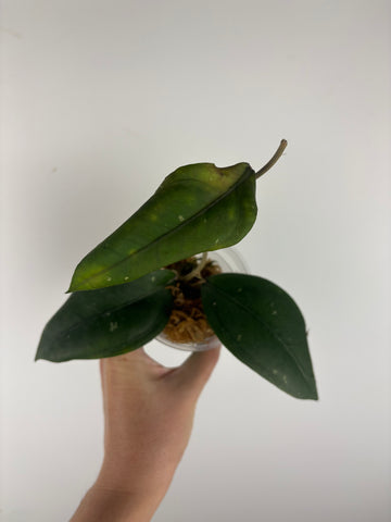 Hoya sp aceh Gomas 3B
