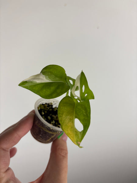 Monstera adansonii variegated A