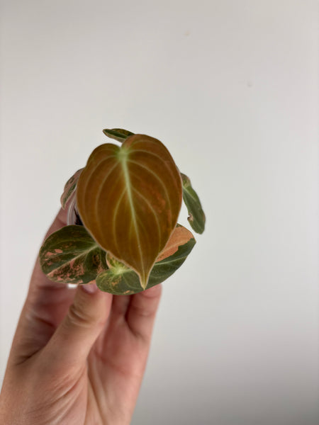 philodendron melanochrysum orange variegated C