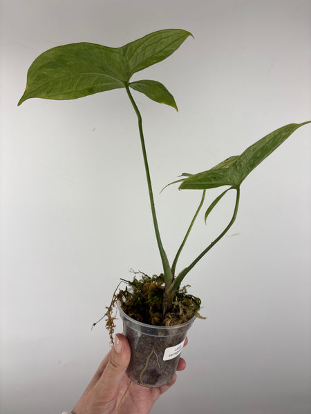 Lasia variegated