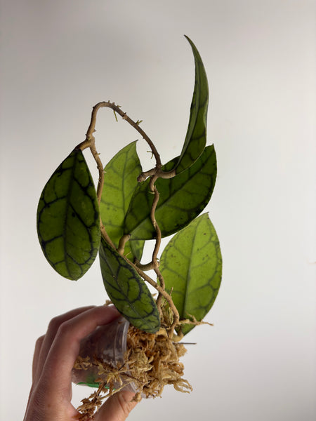 hoya callistophylla turtle B