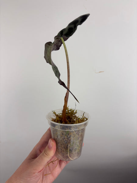 Alocasia venom A