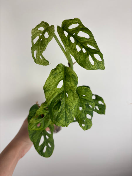 Monstera laniata mottled